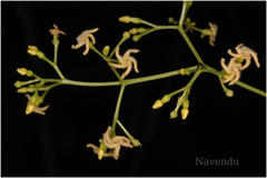 Anodendron paniculatum